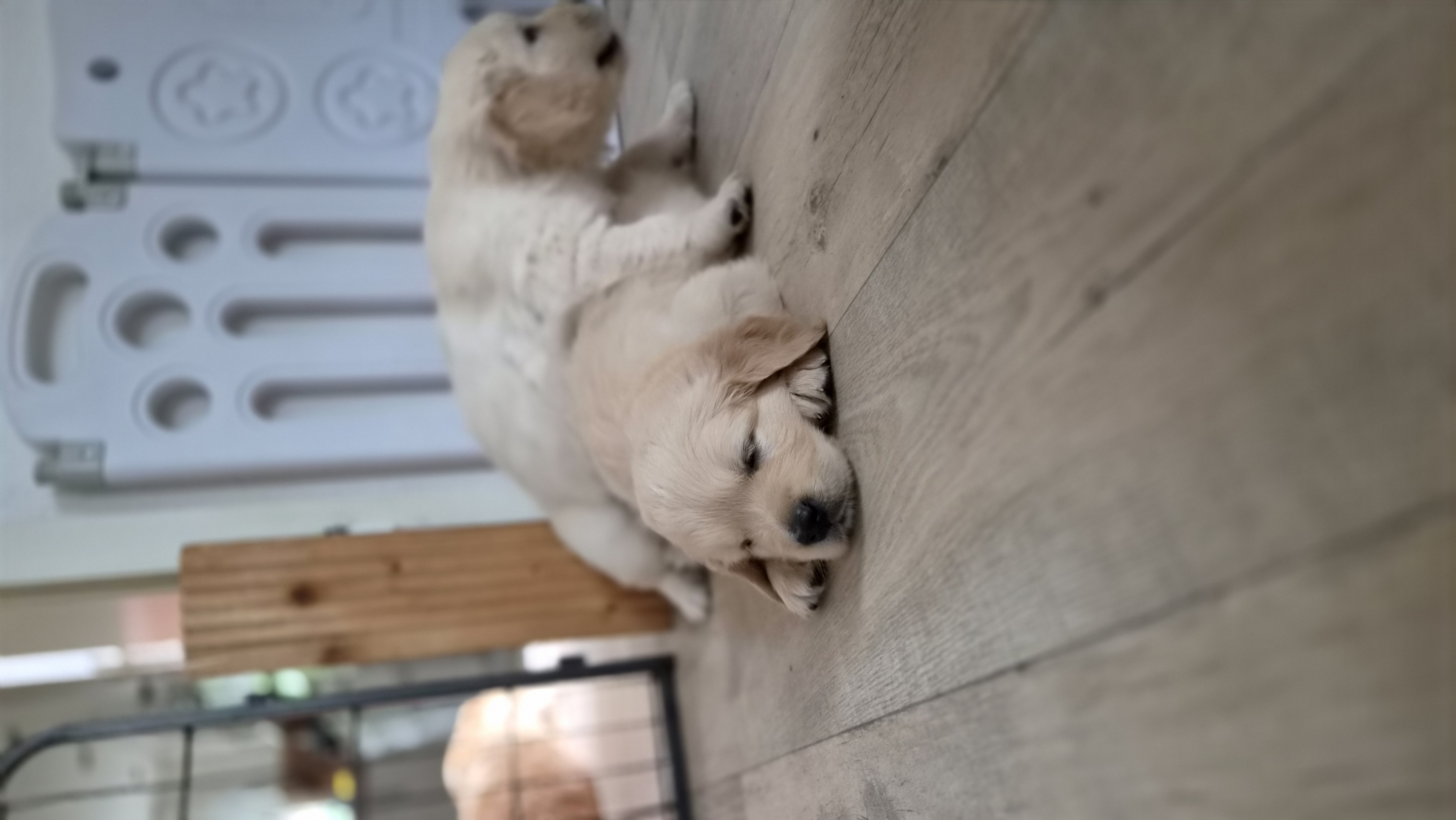 Golden Valley of Peace - Golden Retriever
